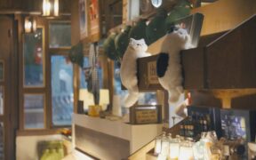 Cats reacting when toys roll under furniture