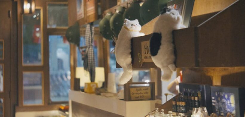 Cats reacting when toys roll under furniture