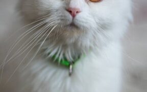 Clingy kitten anxiety