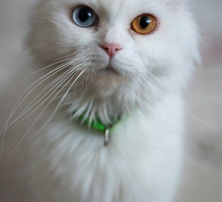 Clingy kitten anxiety