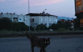 Understanding Coat Density in Cats