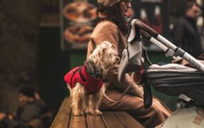 Vaccination guide for dogs visiting parks and social spaces