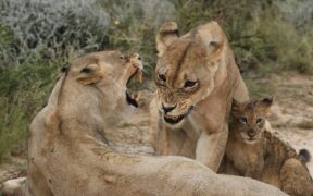 Cats growling when uncomfortable