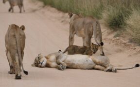 Rabies exposure risks for outdoor or roaming cats