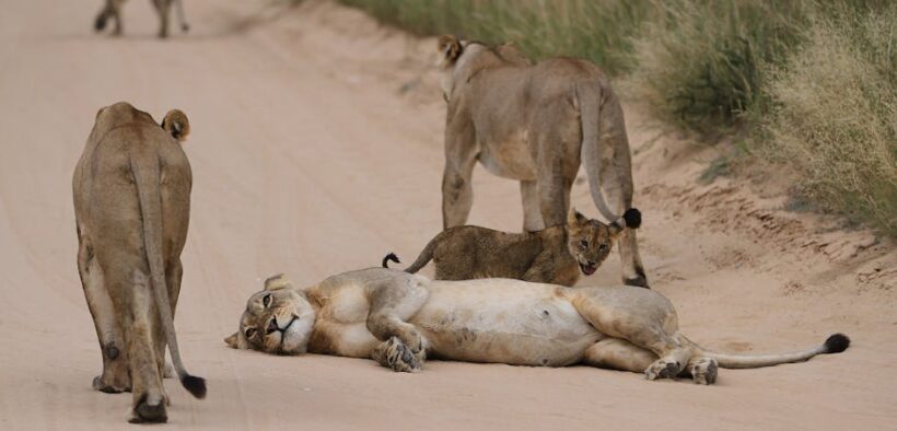 Rabies exposure risks for outdoor or roaming cats