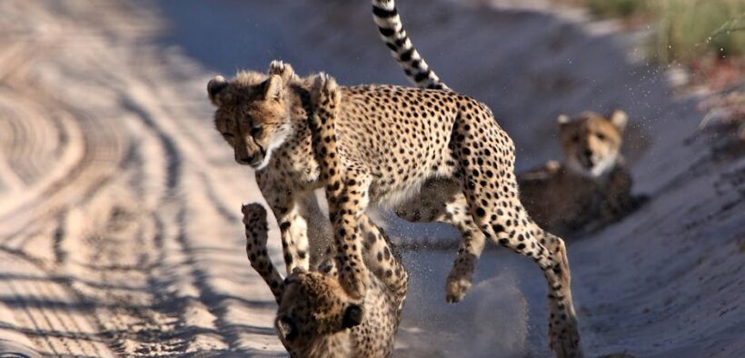 Cats responding strongly to excitement