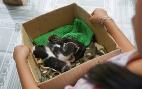 Cats stiffening around new environments