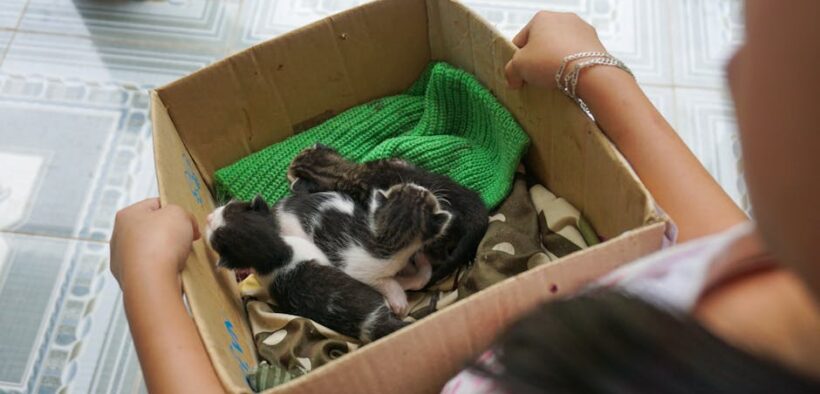 Cats stiffening around new environments