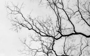 Understanding Seasonal Shedding in Cats