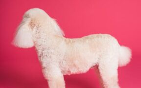 Soft Grooming Approaches for Puppies