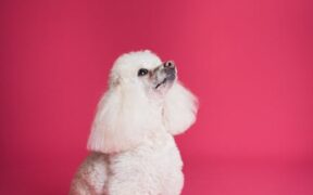 Gentle grooming for short attention span pets