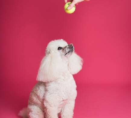 Basic training for toy breeds with big attitudes