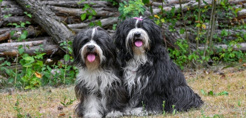 Dogs barking loudly at fenced dogs
