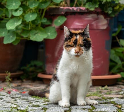 Ear mites in cats signs symptoms and when to see a vet