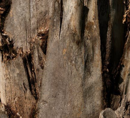 Why puppies need core vaccines early life protection