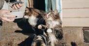 Cats responding strongly when owner returns