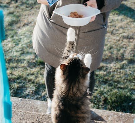 Supplements for coat softness in family cats