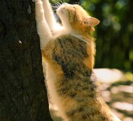 Cat itchy back constant scratching signs and causes