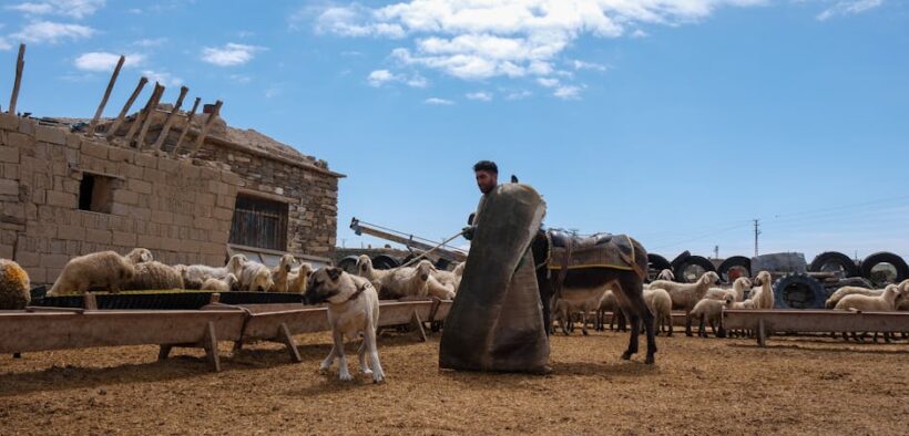 Feeding guide for farm dogs