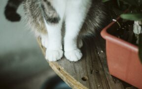 Cats reacting around unfamiliar surfaces