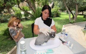 When to call a vet after cat vaccination symptoms