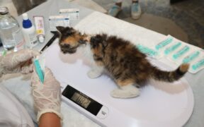 Why some cats need tailored vaccination schedules