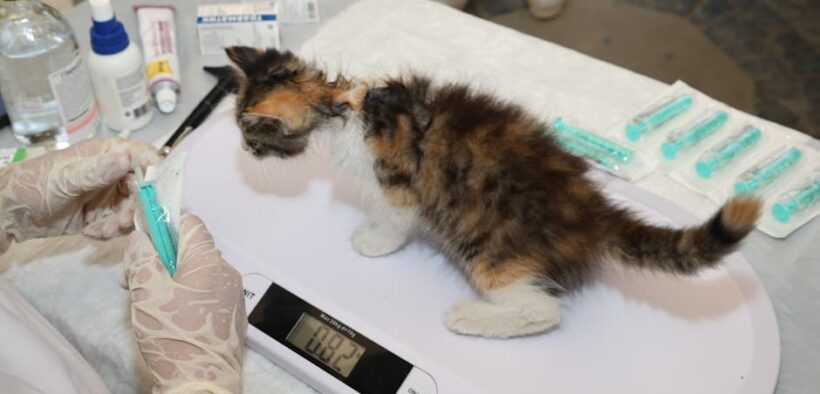 How veterinarians review vaccination history for cats