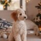Coccidia in puppies causes risks and prevention for pet owners