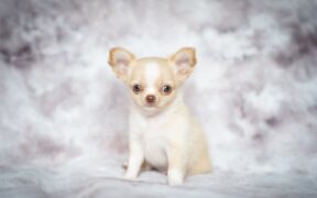 Supplements for puppies with big breed potential