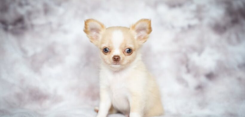 Supplements for puppies with big breed potential