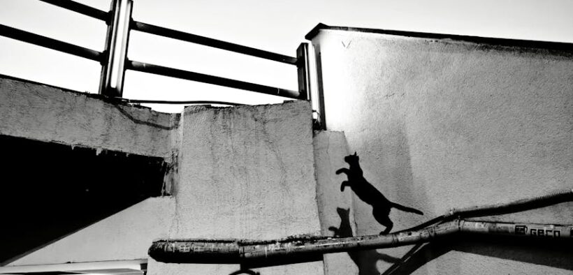 Cats reacting strongly to sudden movements