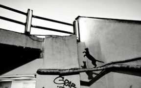 Cats showing frustration when movement restricted