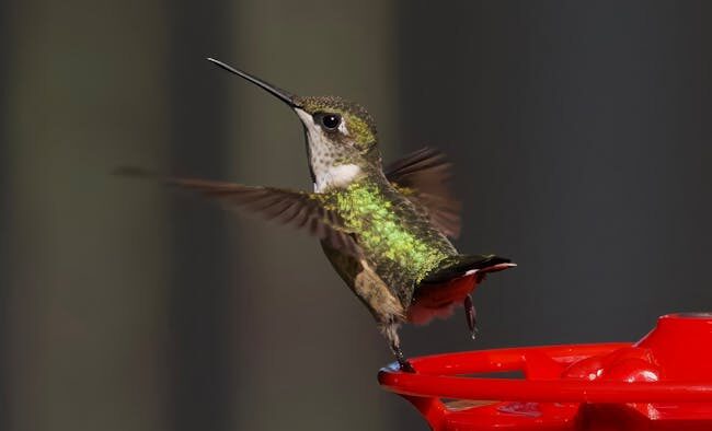 Feeding guide for cats that eat too fast