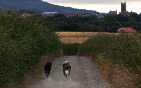 Dogs giving distance increasing signals