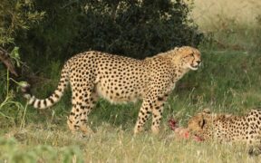 Feeding guide for combination diet cats