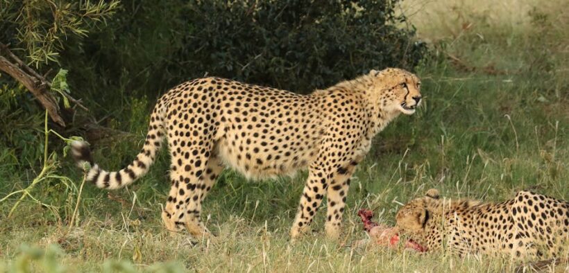 Feeding guide for combination diet cats