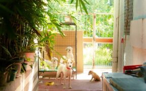 Dogs barking at fence line