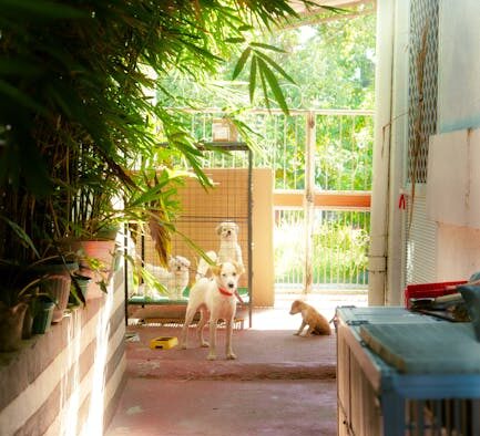 Dogs barking at fence line