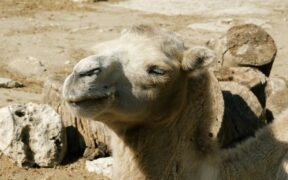 Cat fur thinning around neck symptoms what owners should know