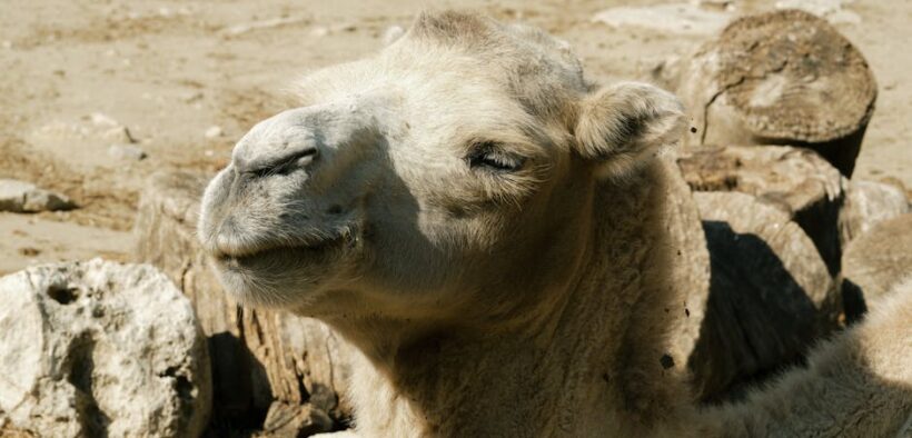 Cat fur thinning around neck symptoms what owners should know