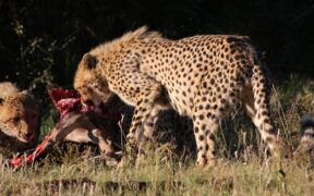 Cats low growl behaviour