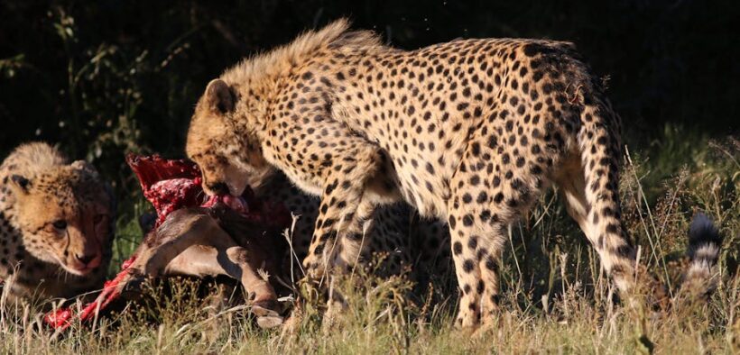 Cats low growl behaviour