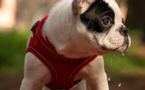 Dog drooling excessive causes and when to be concerned