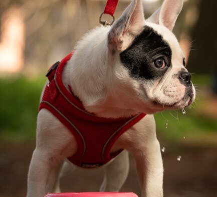 Dog drooling excessive causes and when to be concerned