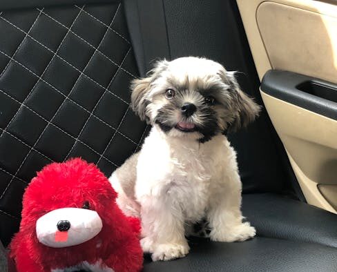 Dog red bumpy rash along back symptoms and monitoring