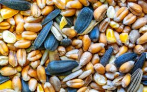 Pet drinking more and urinating more