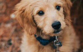 Basic training for dogs in small apartments