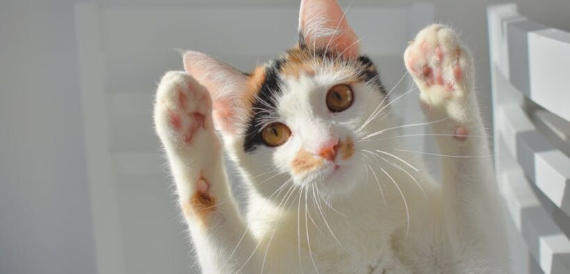 Foods toxic to kittens