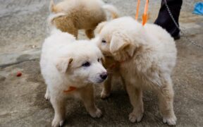 Preventive safety for puppies exploring outdoors