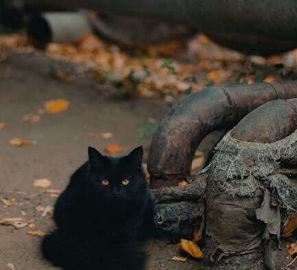 Supplements for cats facing seasonal environment changes